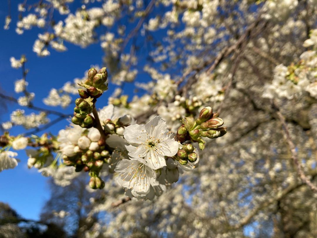 倫敦櫻花 夜櫻 照片及影片 分享 (下）