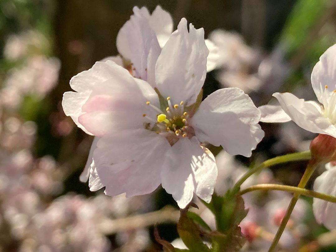 倫敦櫻花 拍照小技巧及照片分享 (上)